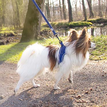 Ultimate fit kleine hond harnas Blauw - Sceneshot