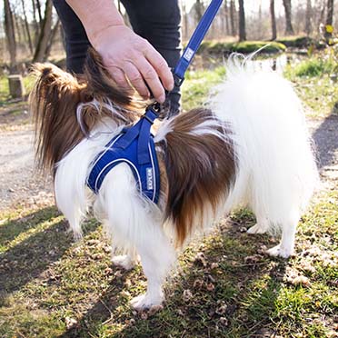 Ultimate fit kleine hond harnas Blauw - Sceneshot 2