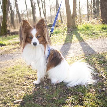 Ultimate fit kleine hond harnas Blauw - Sceneshot 3