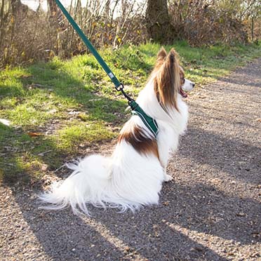 Ultimate fit kleine hond harnas Groen - Sceneshot 2