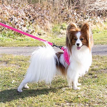 Ultimate fit perro pequeño arnés Rosa - Sceneshot