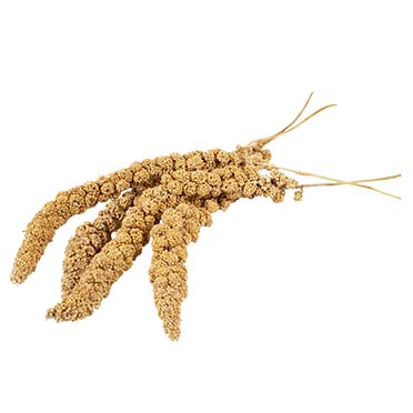 Country millet sprays - Foodshot