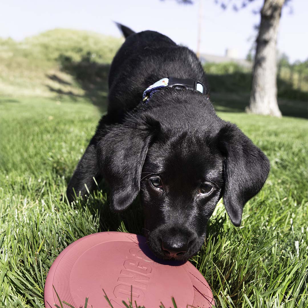 KONG Puppy Flyer Gemischte farben - Sceneshot