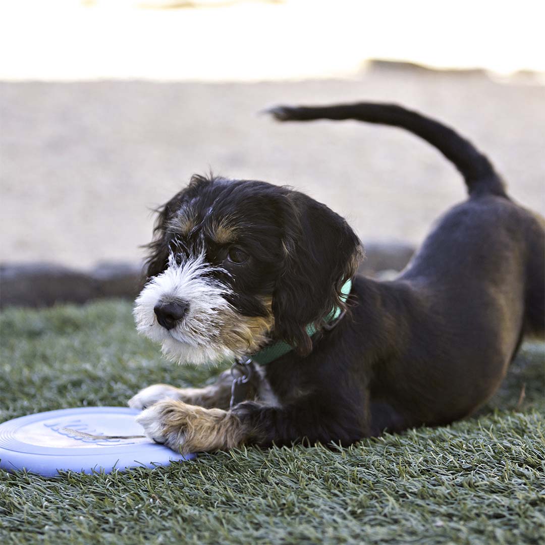 KONG Puppy Flyer Gemischte farben - Sceneshot 2