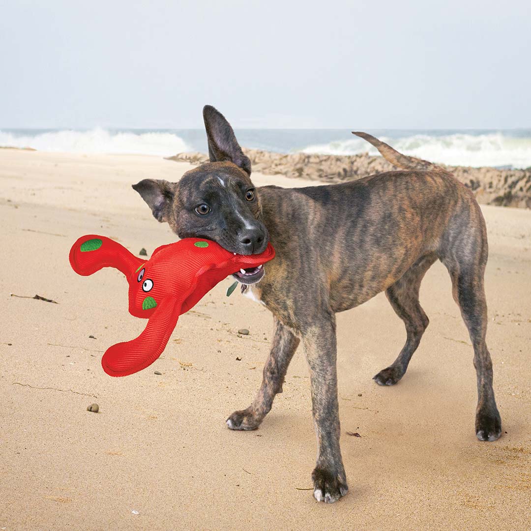 KONG Belly Flops Lobster Rood - Sceneshot