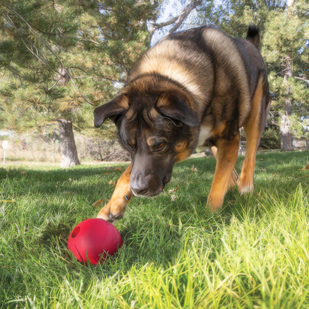 KONG ball Rood - Sceneshot