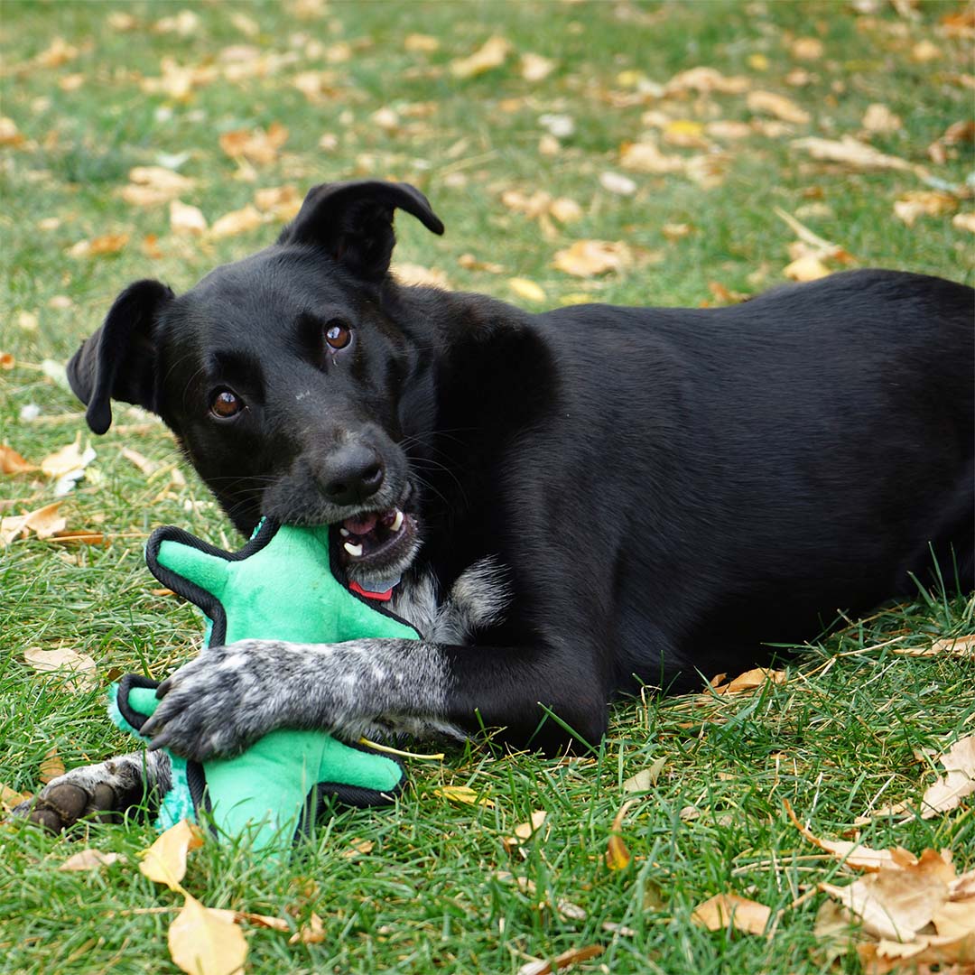 KONG Ballistic Alligator Groen - Sceneshot