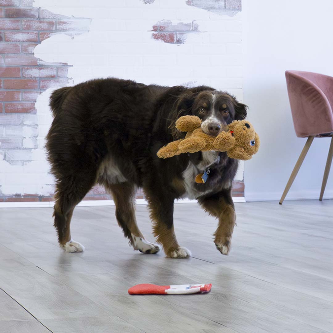 KONG Comfort Pups Goldie Braun - Sceneshot