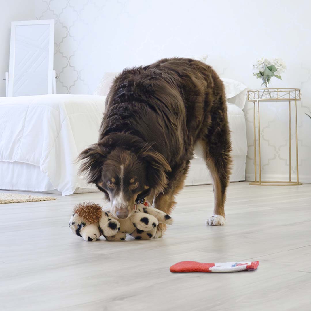KONG Comfort Pups Spot Beige - Sceneshot