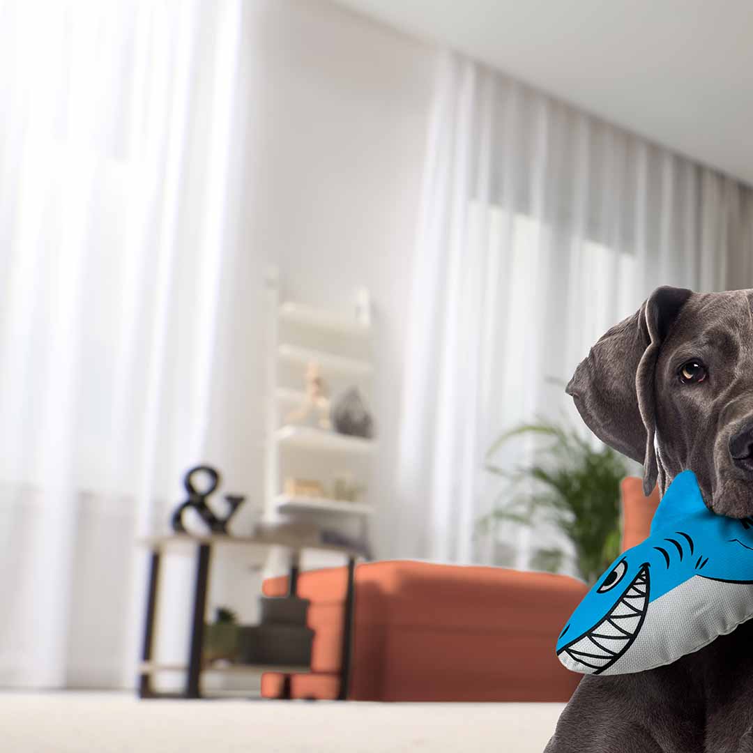 KONG Maxx Shark Blauw/wit - Sceneshot
