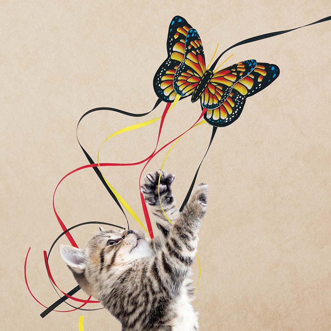 KONG Cat Teaser Butterfly Gemengde kleuren - Sceneshot