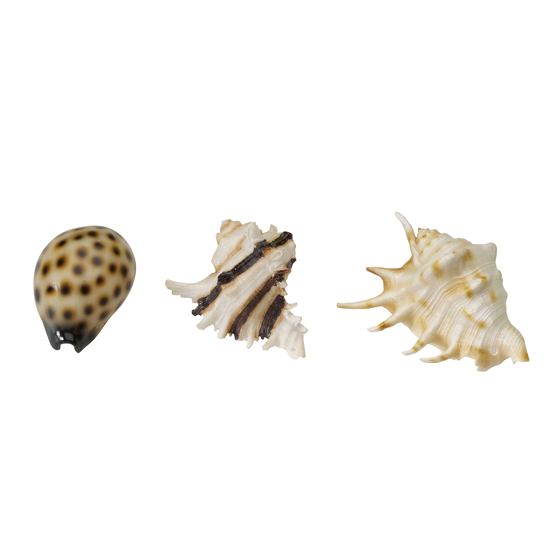 Sea shell mix - Product shot