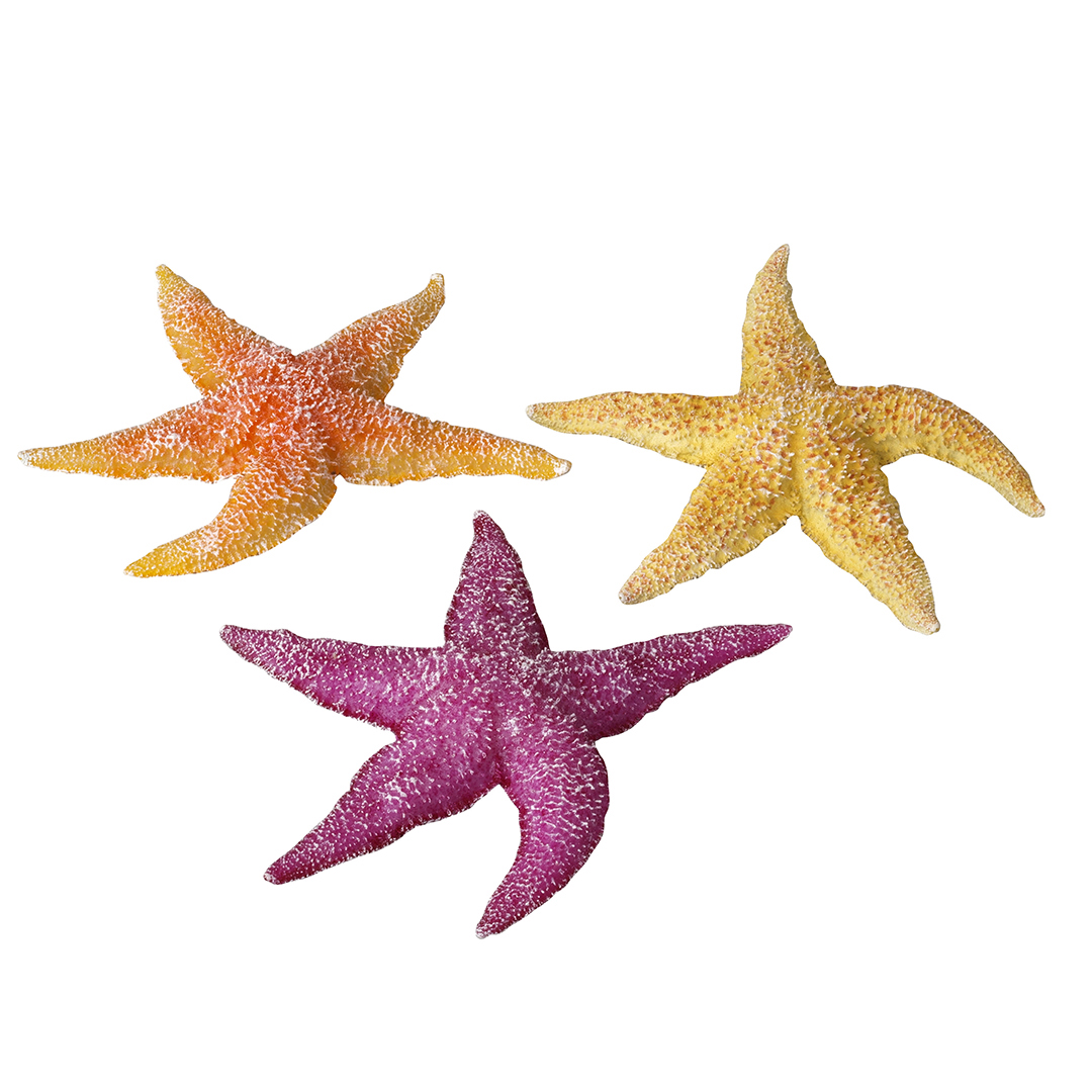 Real sea star assorted - Product shot
