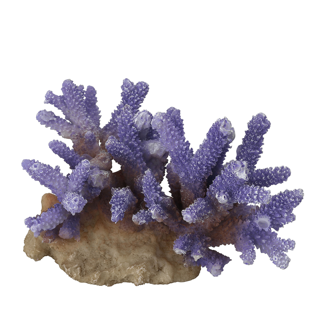 Coraal acropora purple - Product shot