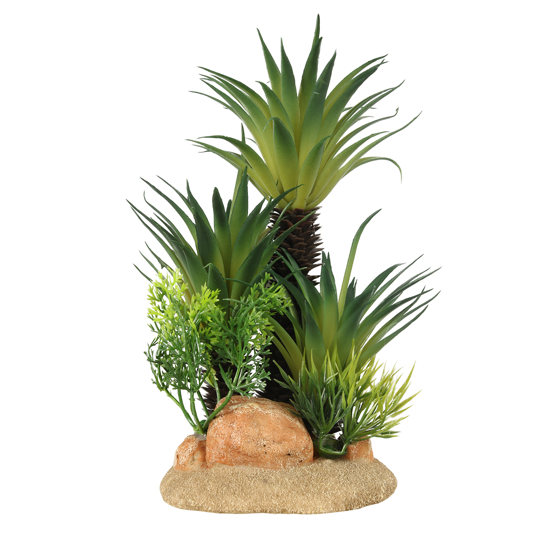 Sago Palm - <Product shot>