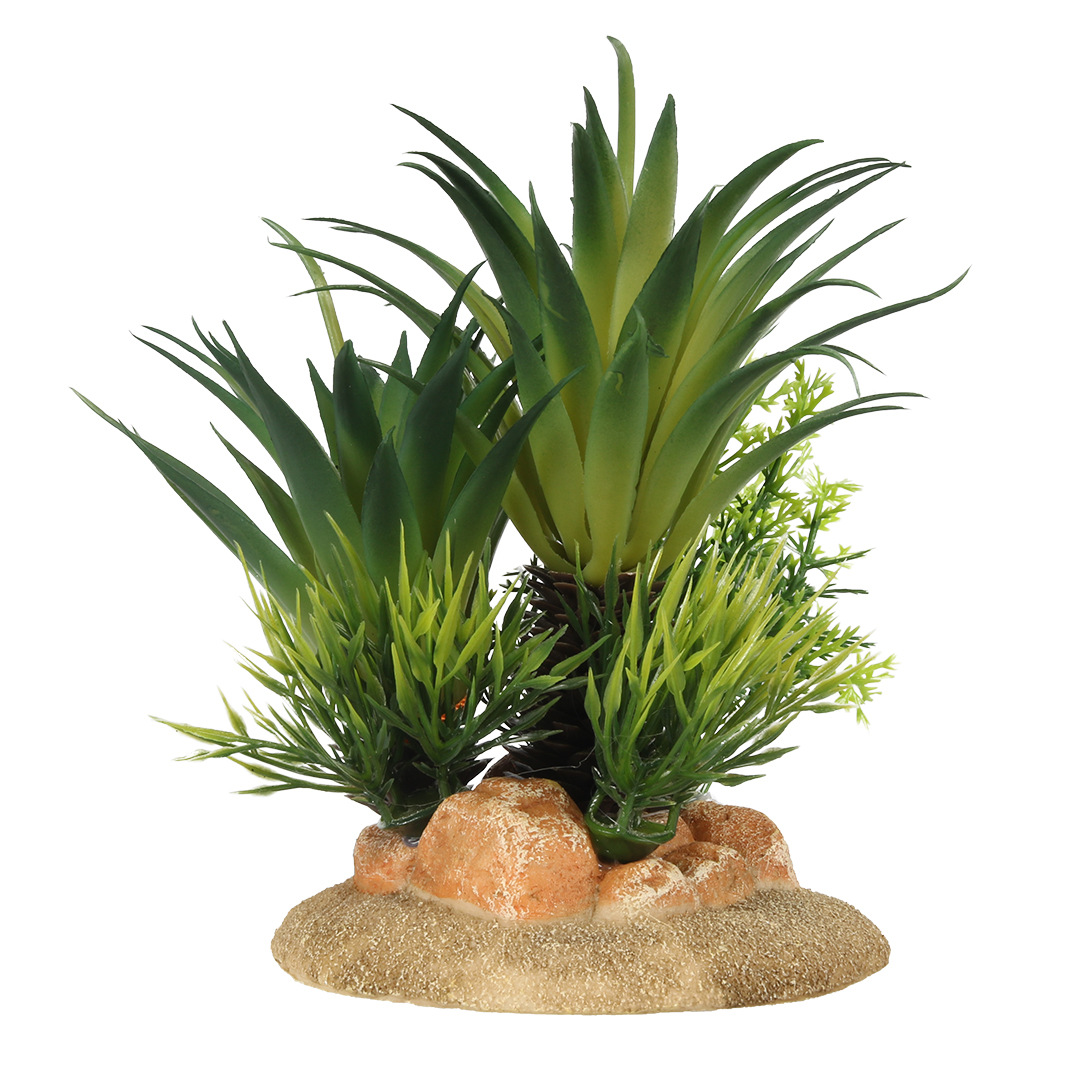 Sago Palm - <Product shot>