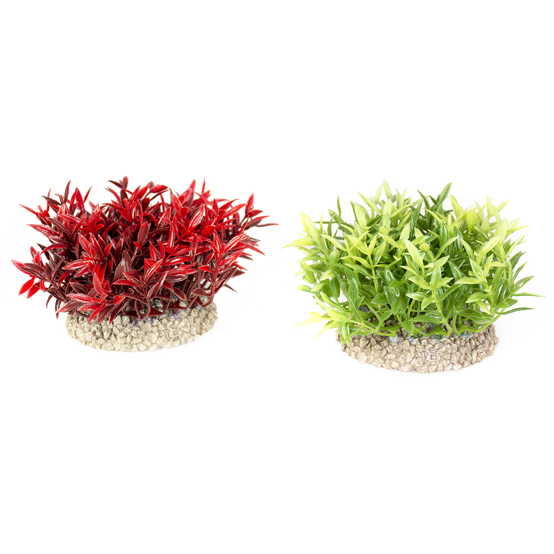 Pflanze miracle moss gemischte farben - Product shot