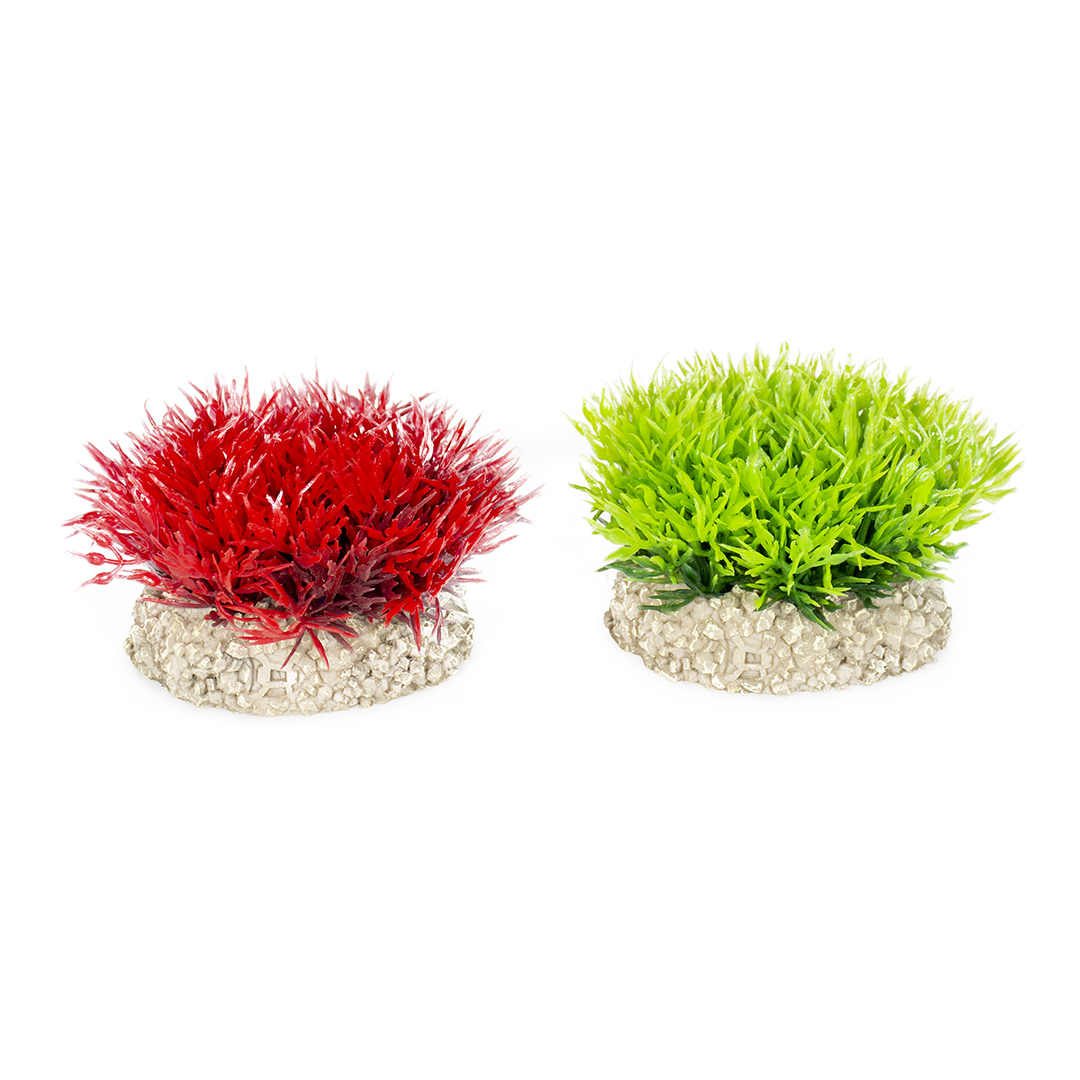 Plant crystalwort moss gemengde kleuren - Product shot