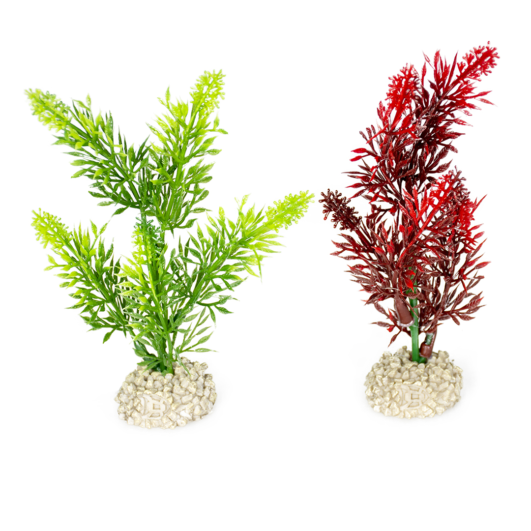 Plant elodea densa gemengde kleuren - <Product shot>