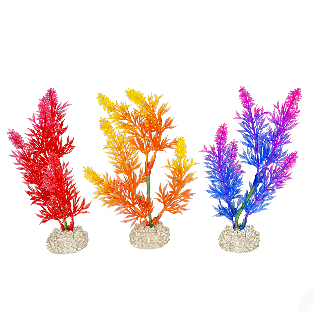 Pflanze elodea densa gemischte farben - <Product shot>