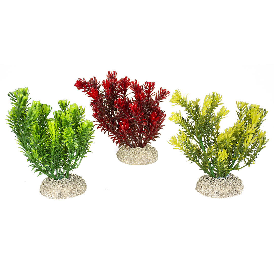 Plant canadensis mixed colors - <Product shot>