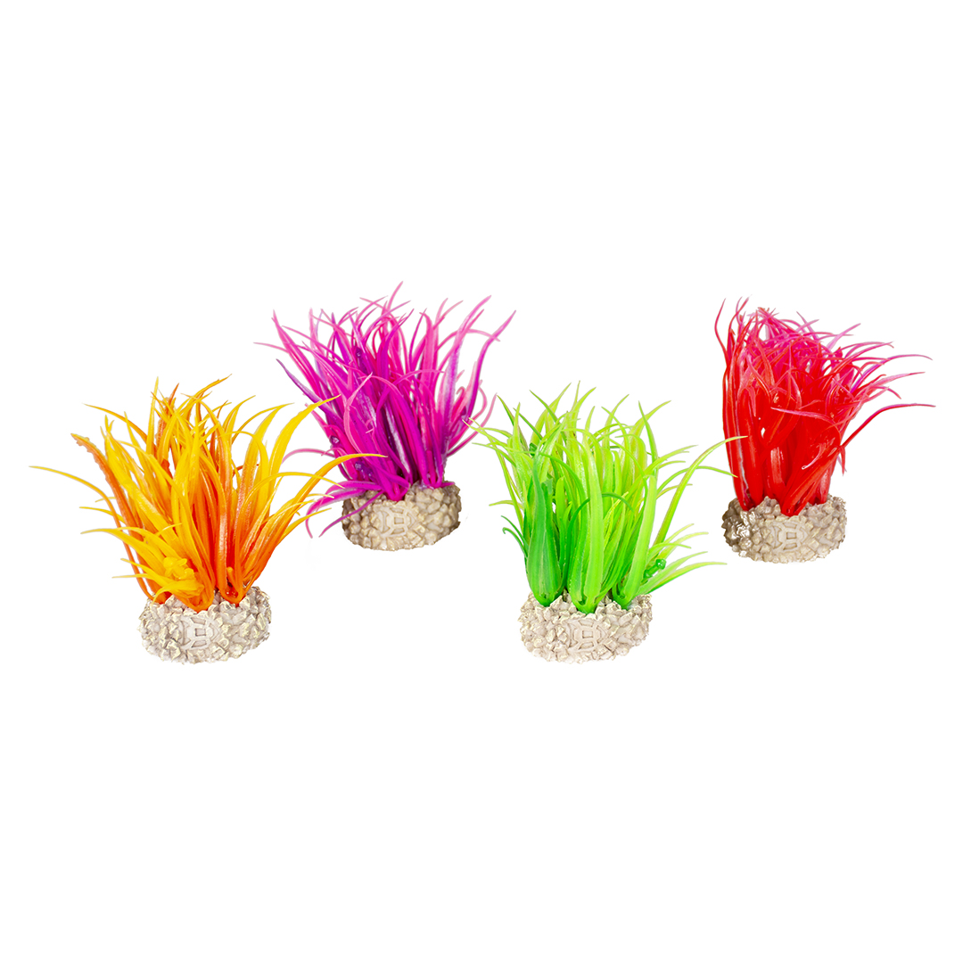 Plante hair grass couleurs mélangées - Product shot