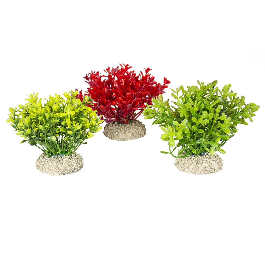 Plant glosso mixed colors - Product shot