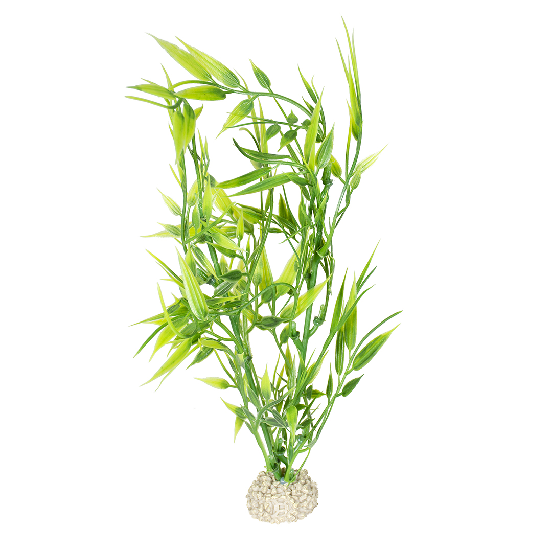 Plant bamboo green - <Product shot>