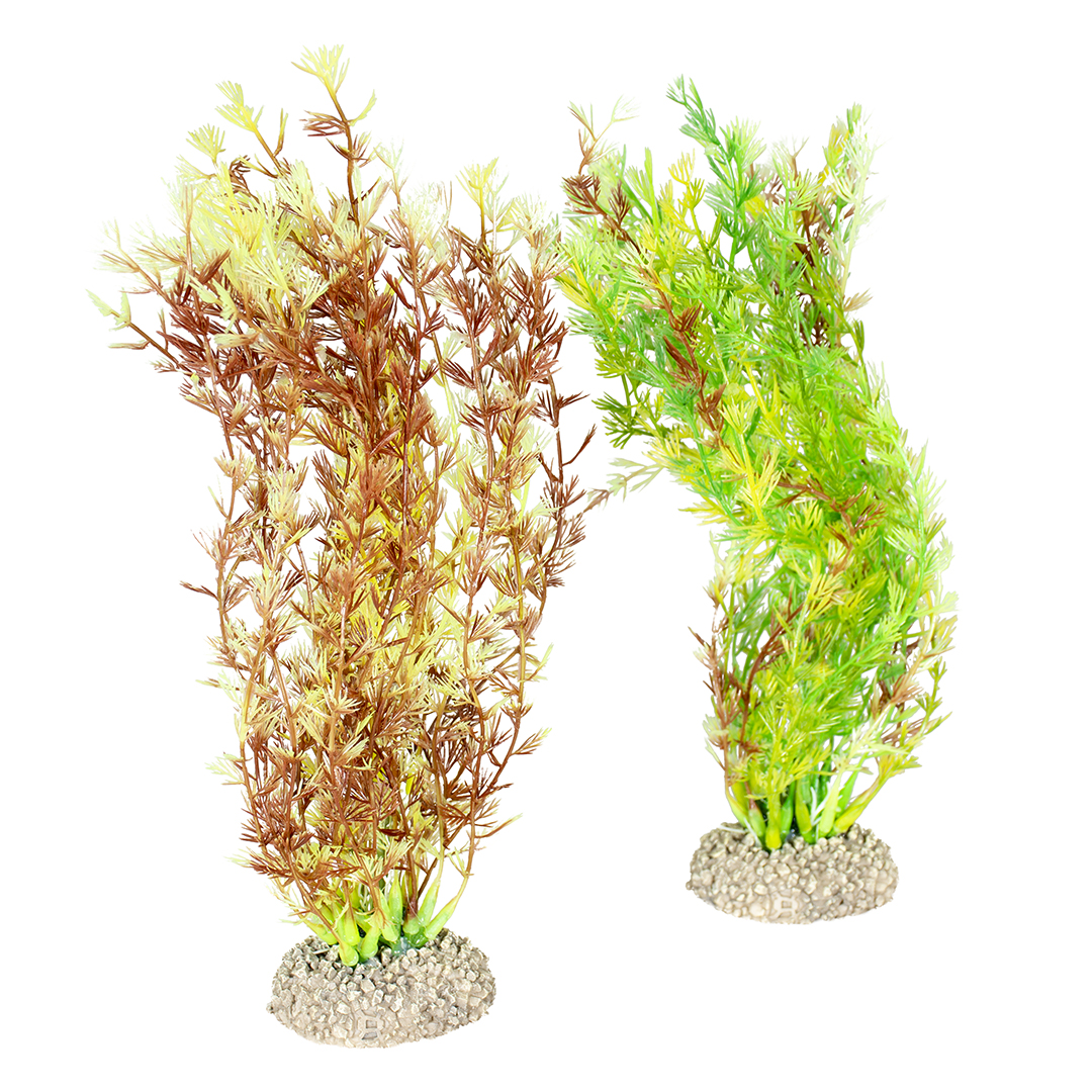 Plante egeria densa couleurs mélangées - Product shot