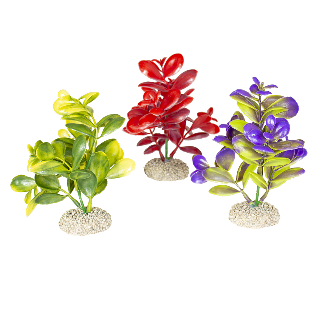 Plante crassula couleurs mélangées - Product shot