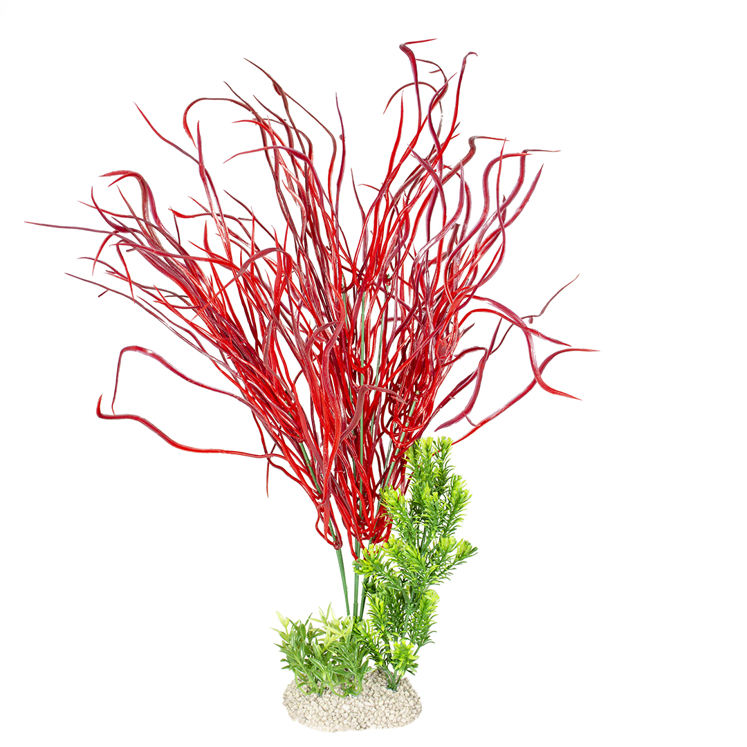 Plant lily grass mixed colors - Product shot