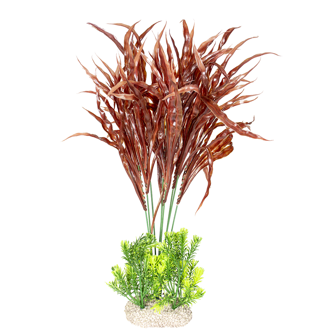 Plante java fern couleurs mélangées - Product shot