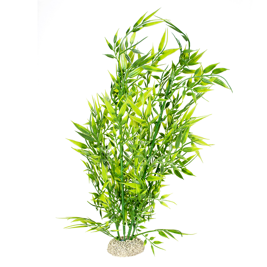 Plant bamboo green - <Product shot>
