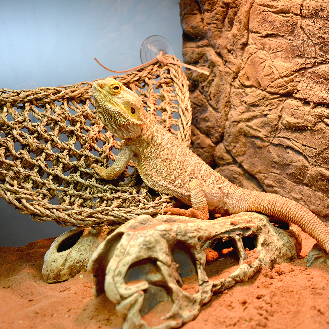 Relaxeur triangulaire reptile beige - Sceneshot