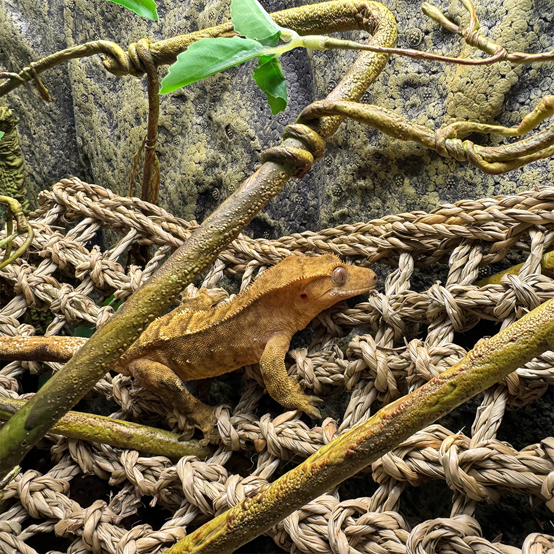 Reptiel relaxer rechthoekig beige - Sceneshot 2