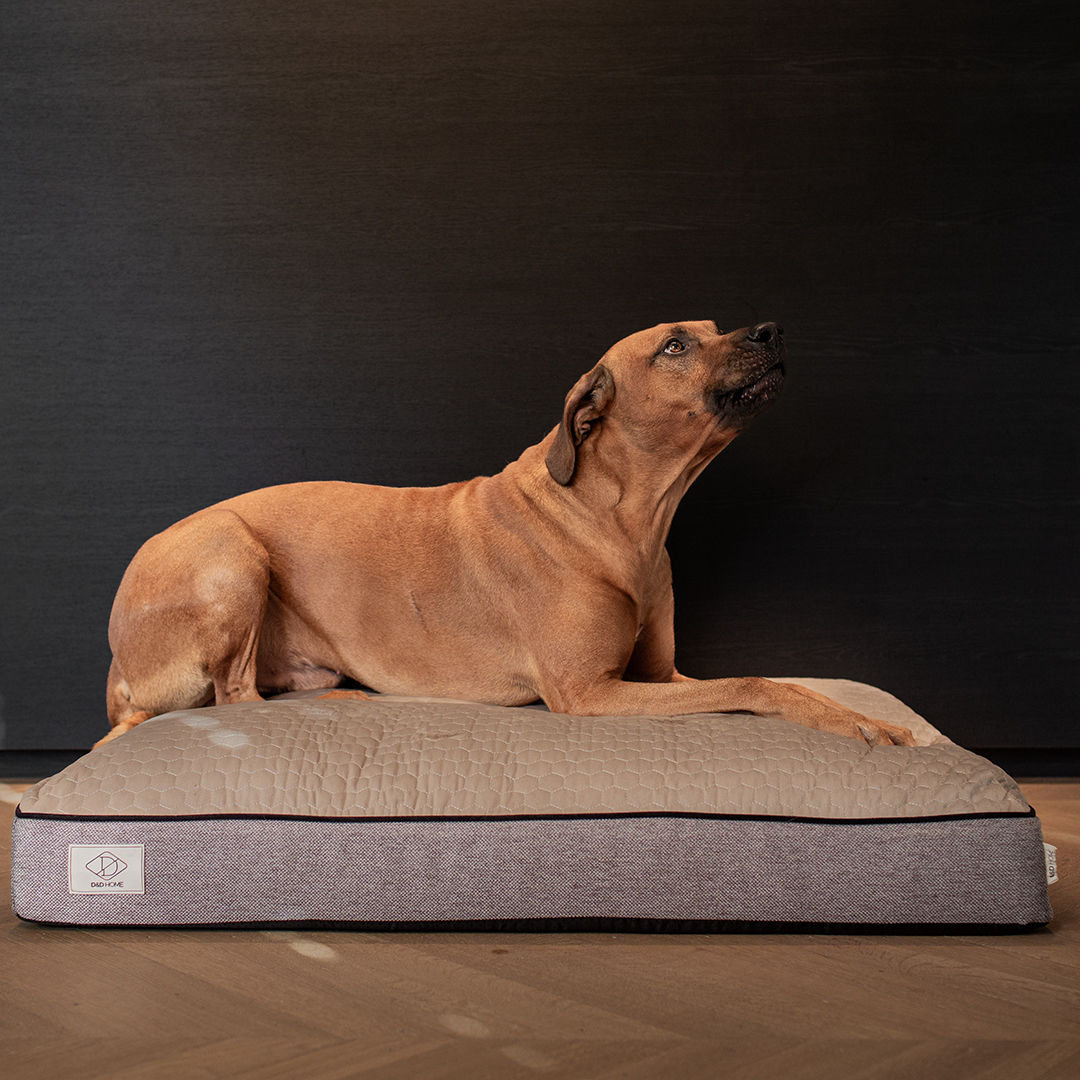 Celia dog cushion taupe - Sceneshot 3