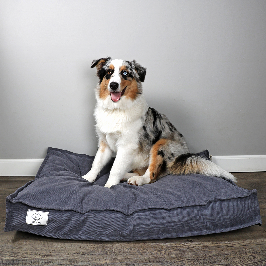 Steve dog cushion blue - Sceneshot
