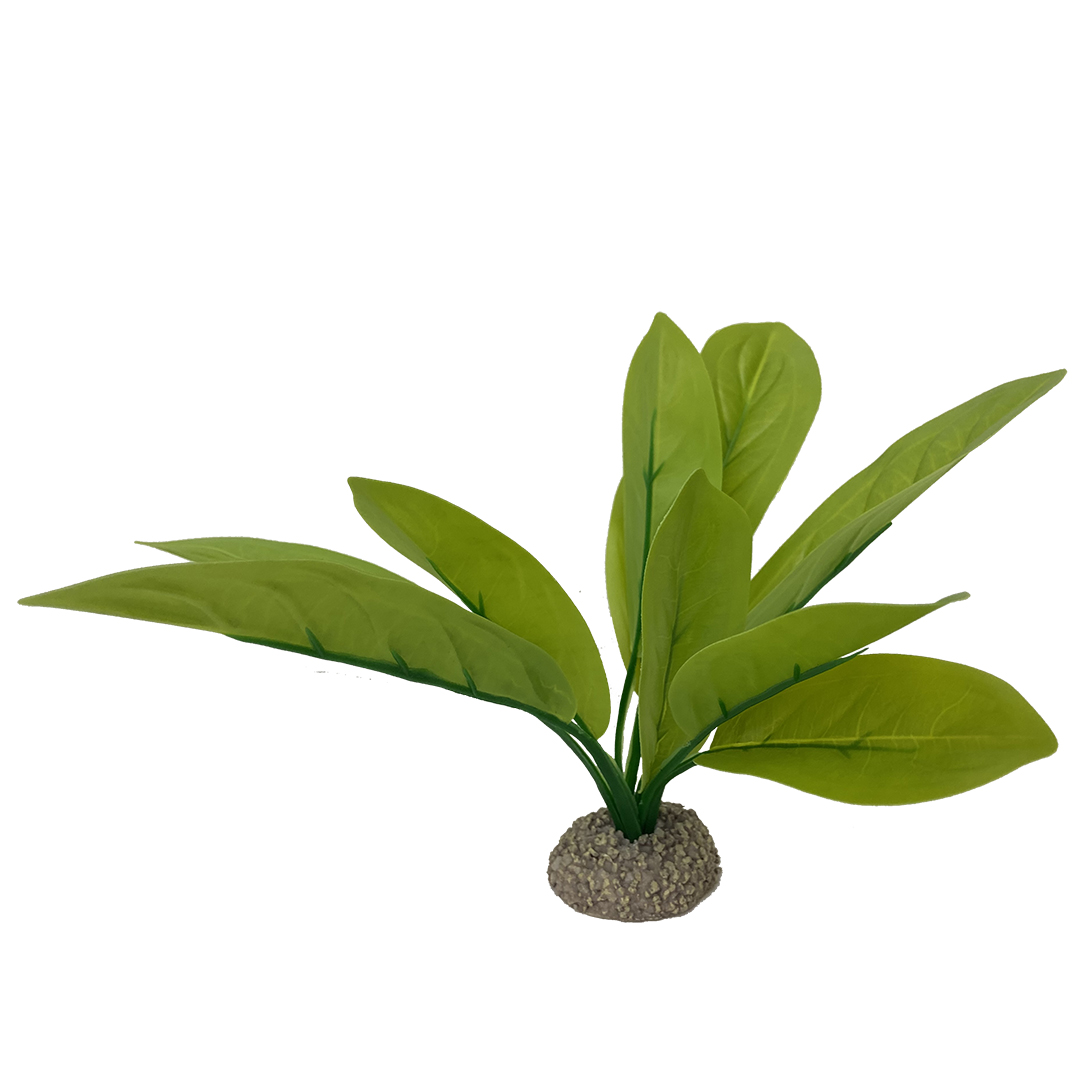 Echinodorus 3 groen - Product shot