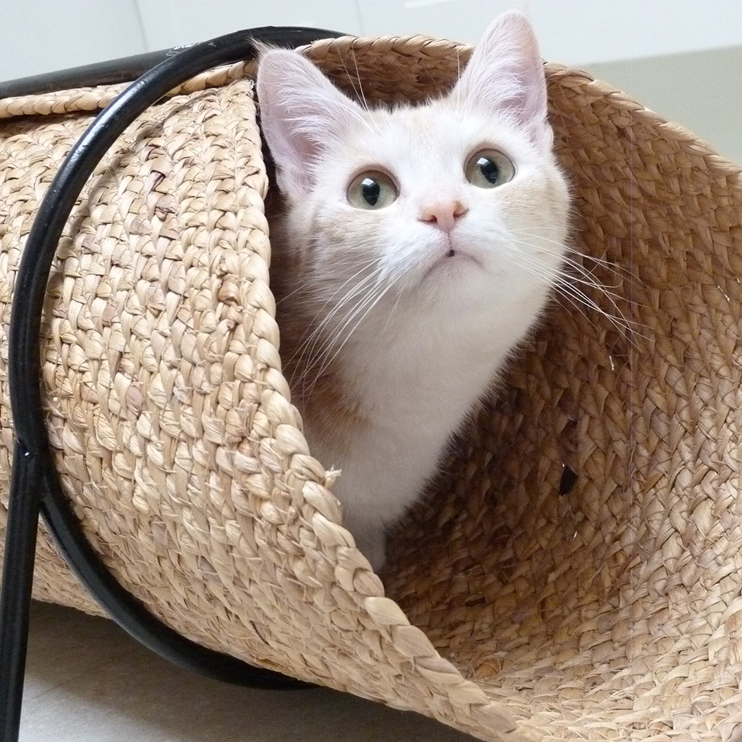 Cat play tunnel reina beige - Sceneshot
