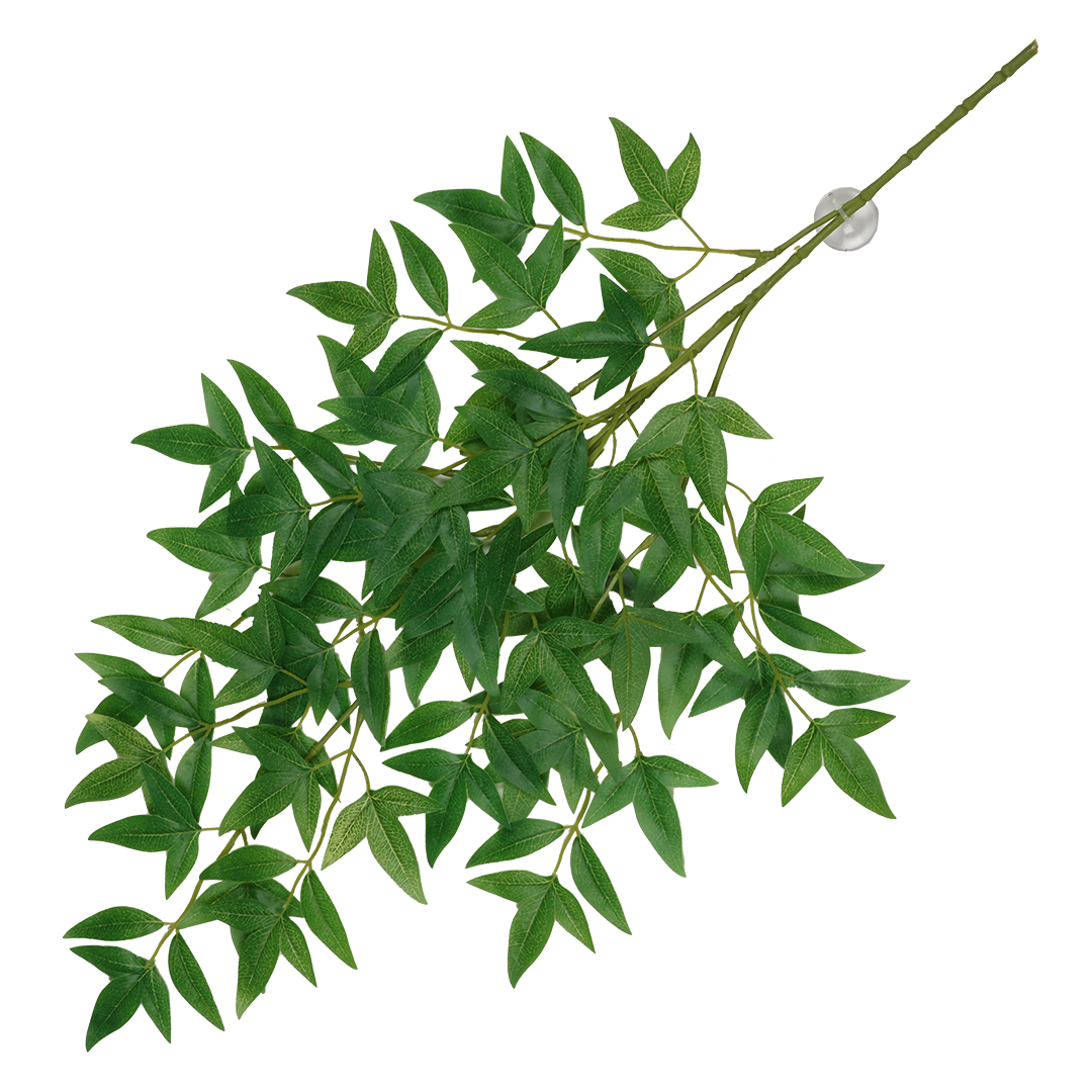 Hangende plant nandina groen - Product shot