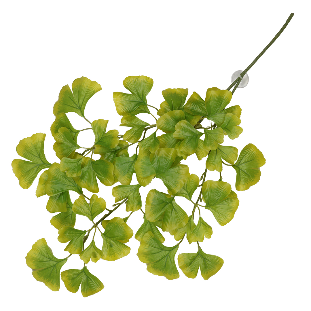 Hanging plant ginko green - Product shot