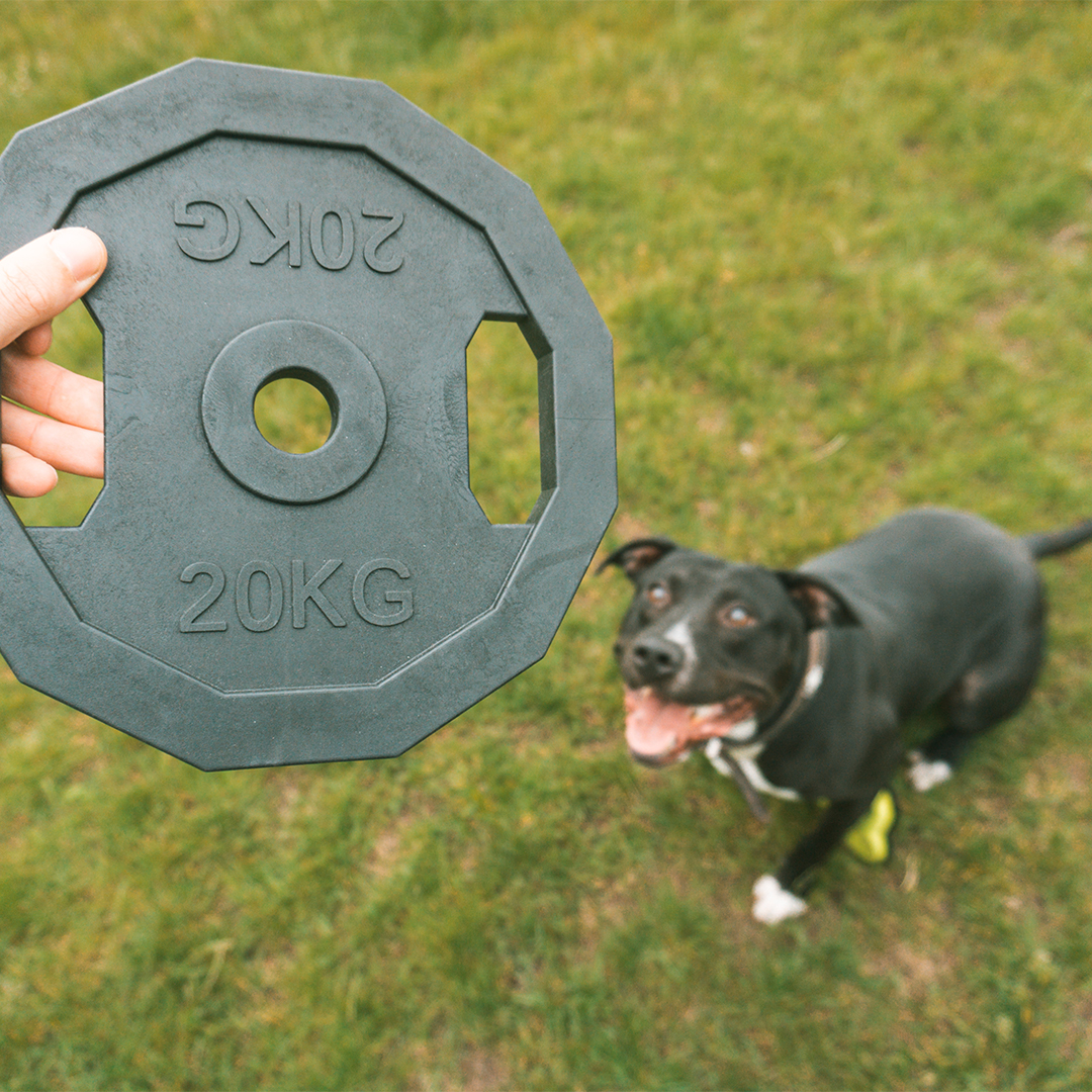 For the gainz - barbell dog toy black - Sceneshot