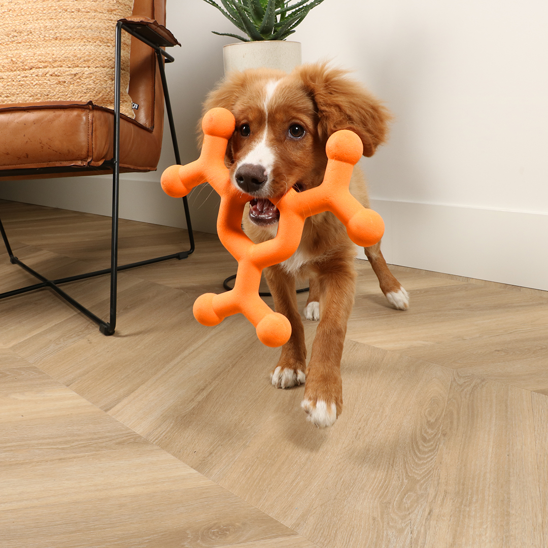 Dawg science - dog toy - Sceneshot