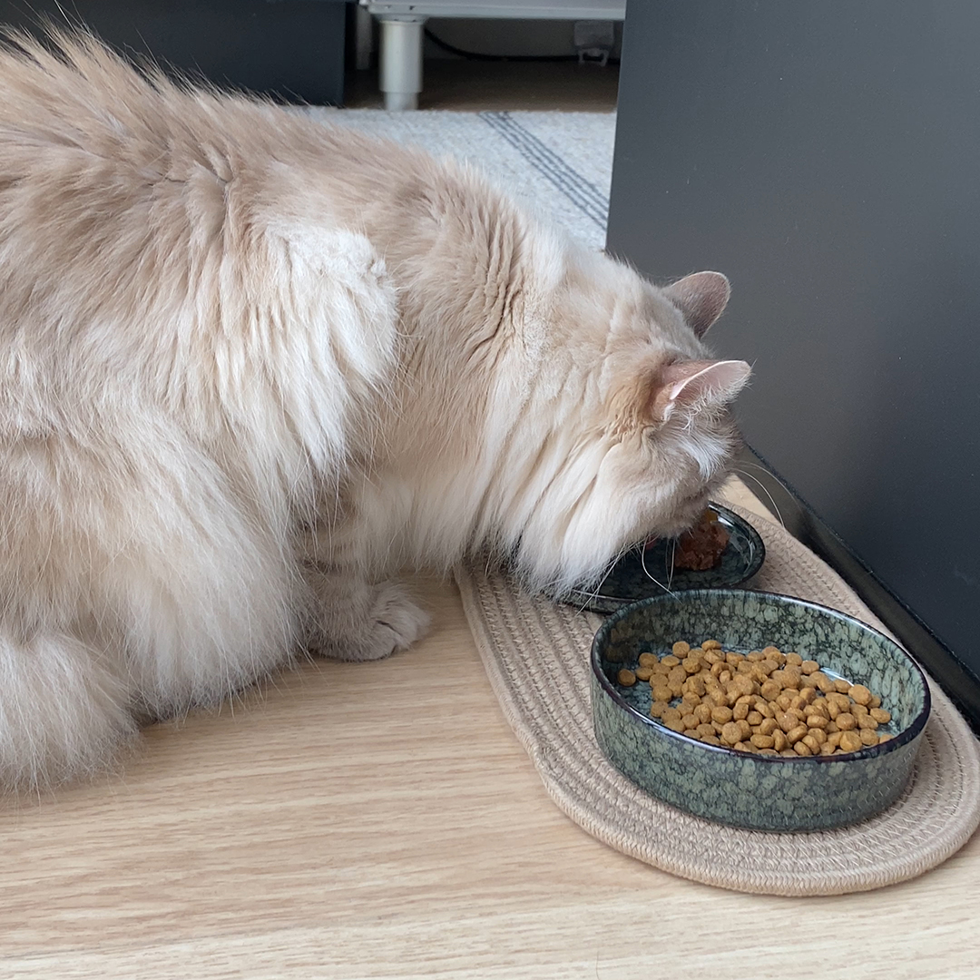 Jasper cat food and drink bowl green - Sceneshot 3