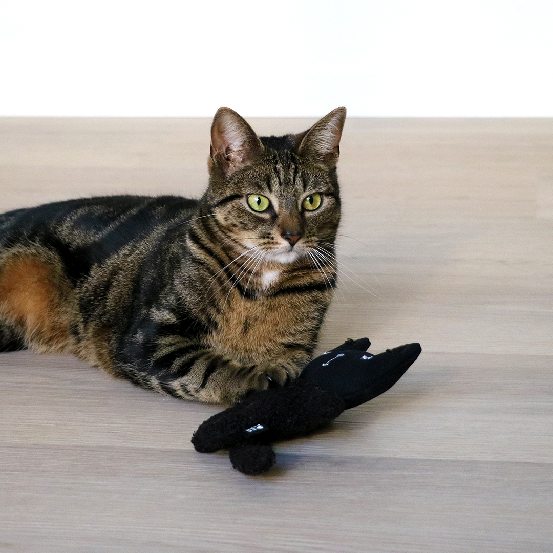 Zeno - refillable cat kicking cushion black - Sceneshot
