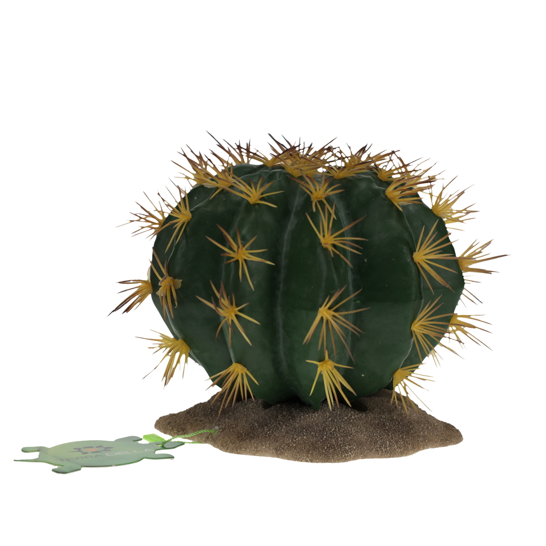 Echinocactus 1 green - Facing