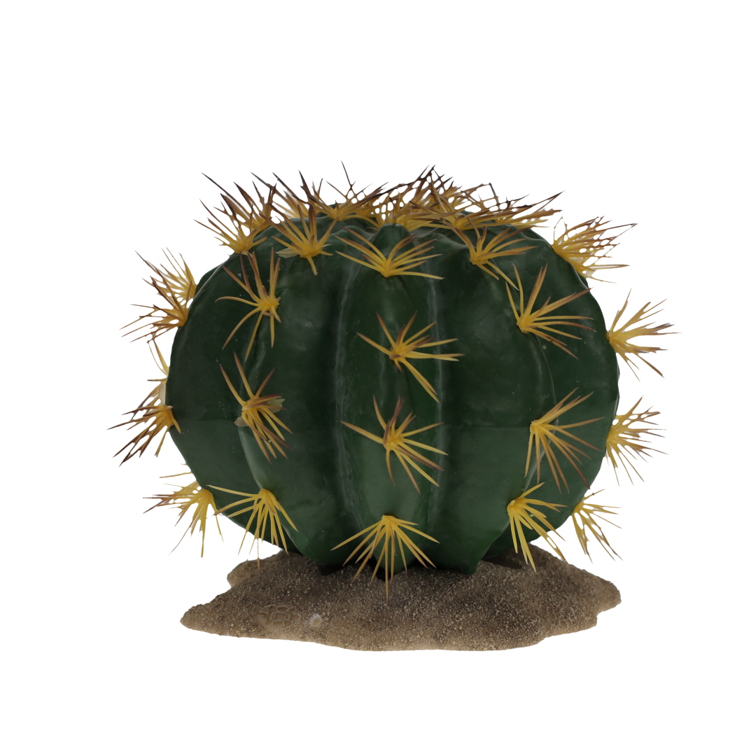 Echinocactus 1 vert - Product shot