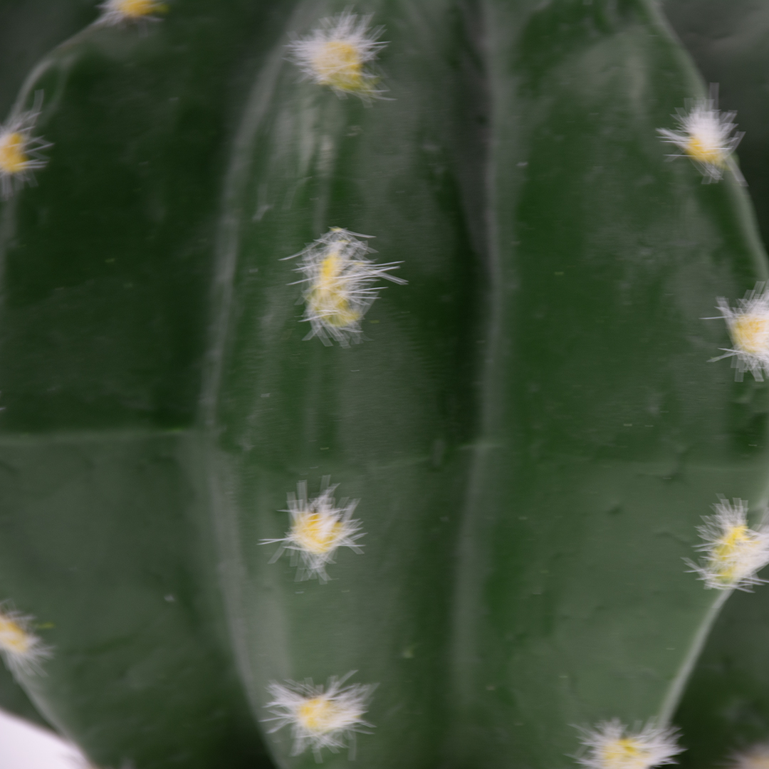 Echinocactus 2 green - Detail 3