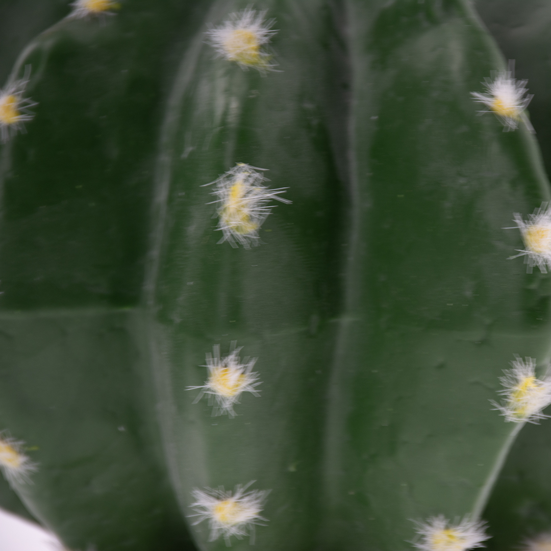 Echinocactus 2 vert - Detail 3