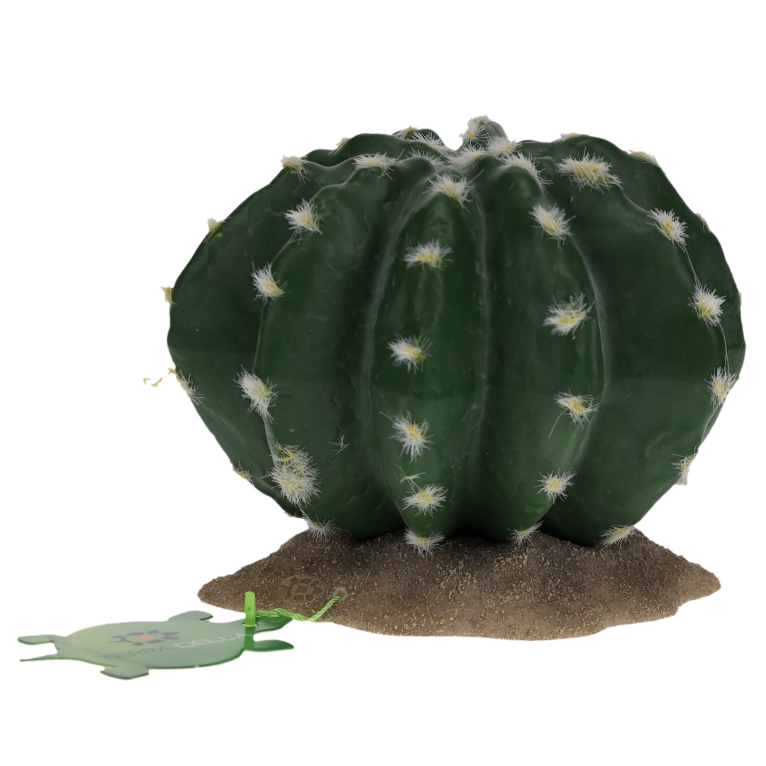 Echinocactus 2 green - Facing